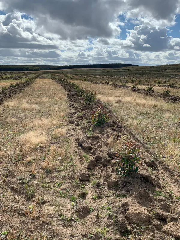 Equipo forestal trabajando en Uruguay
