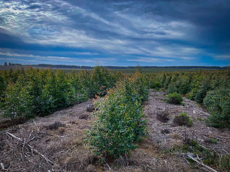 Plantación forestal gestionada por Cildur