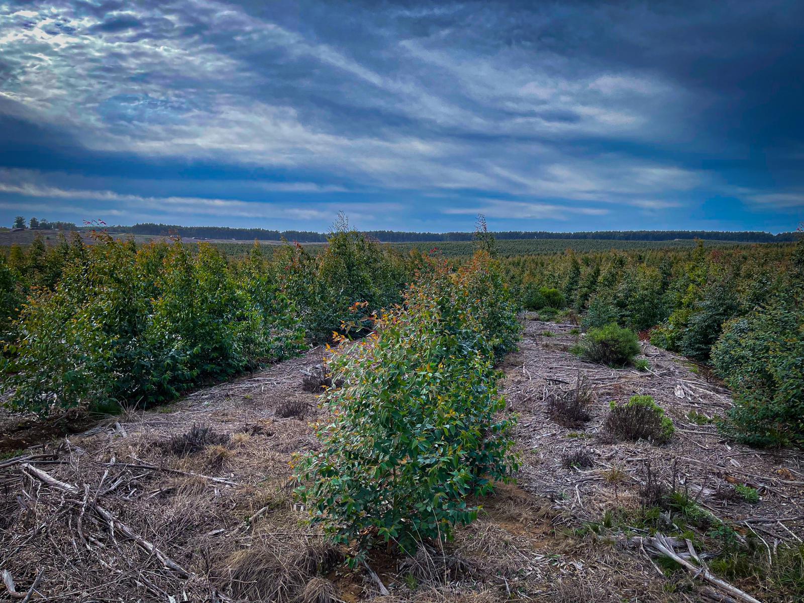 Plantaciones