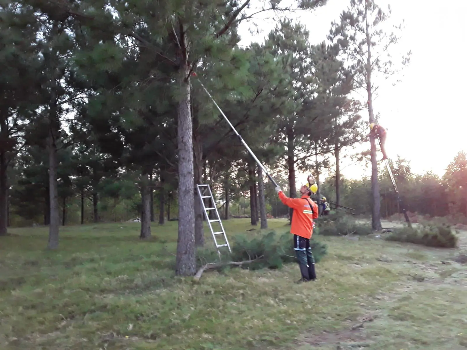 Poda de eucaliptus y pinos en una plantación forestal